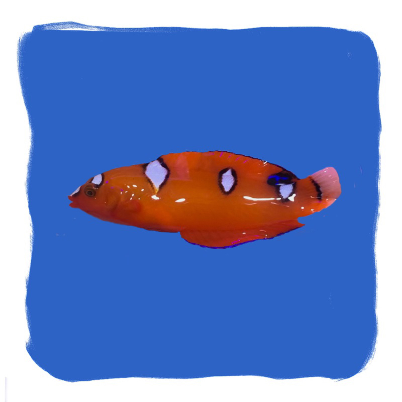 Keling Merah | Ikan Hias laut