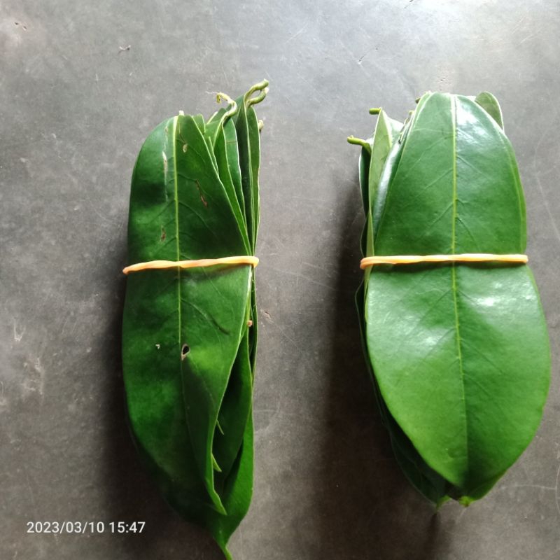 

Daun sirsak segar