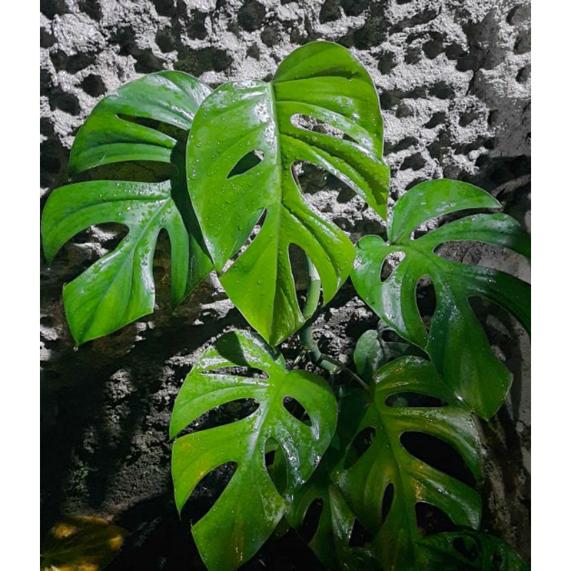 Monstera Raphidopora pertusa-Tanaman hias monstera pertusa