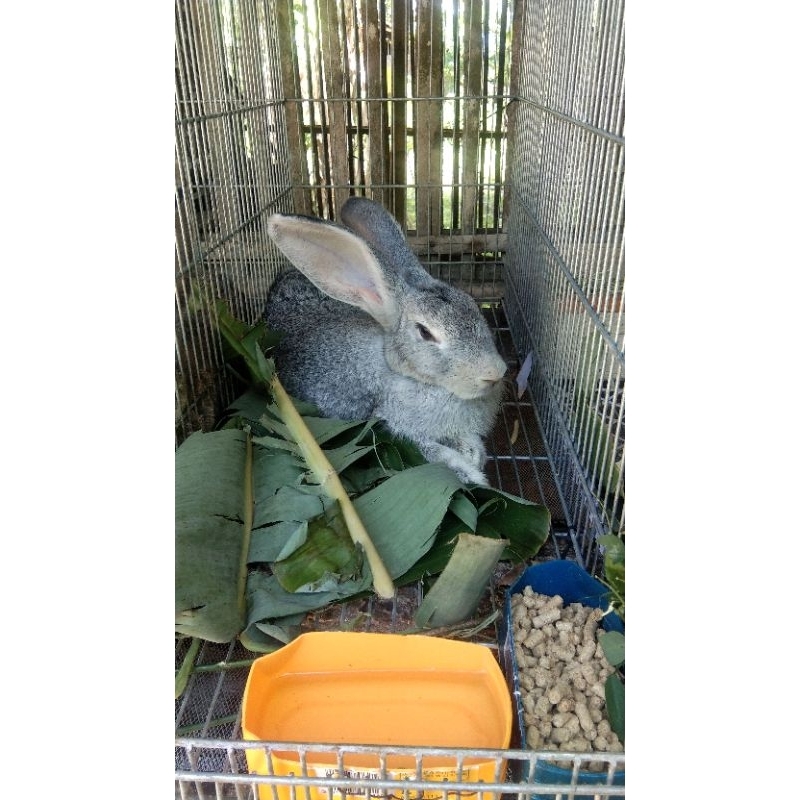 COD FLAMISH GIANT FG