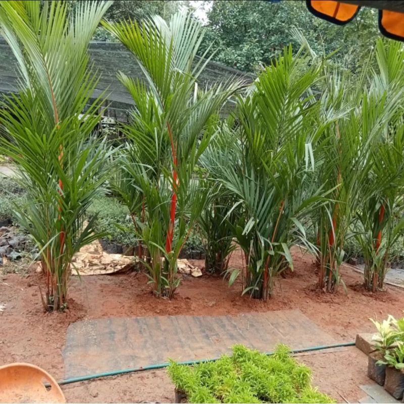 pohon palem merah 2 meter RIMBUN