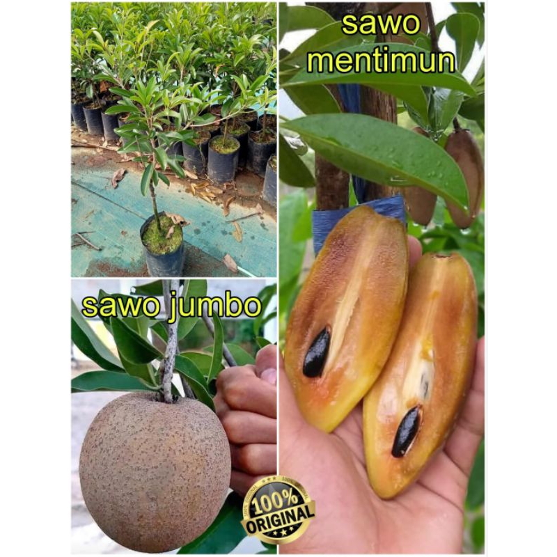 bibit Sawo Jumbo & Sawo Mentimun