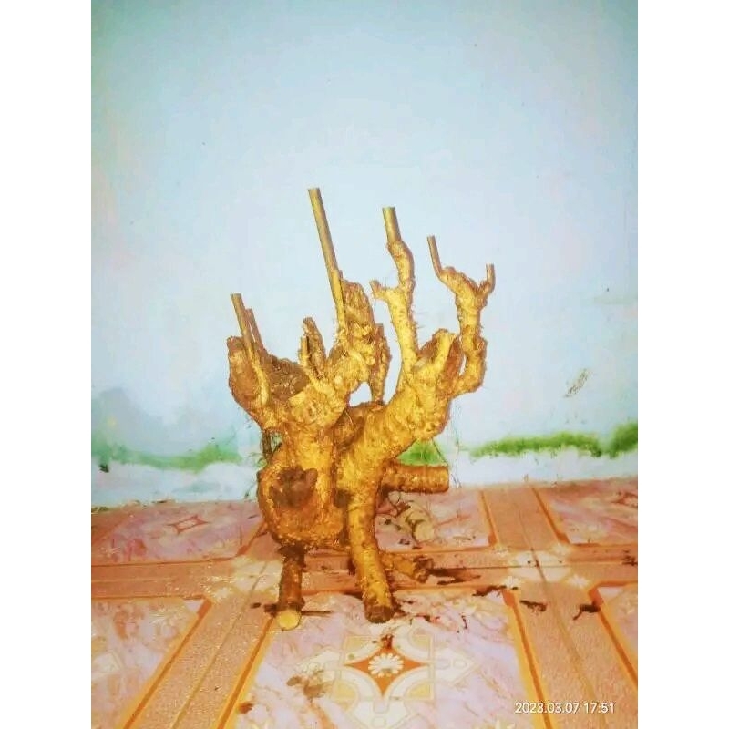 dongkelan Bonsai serut gruping 16k