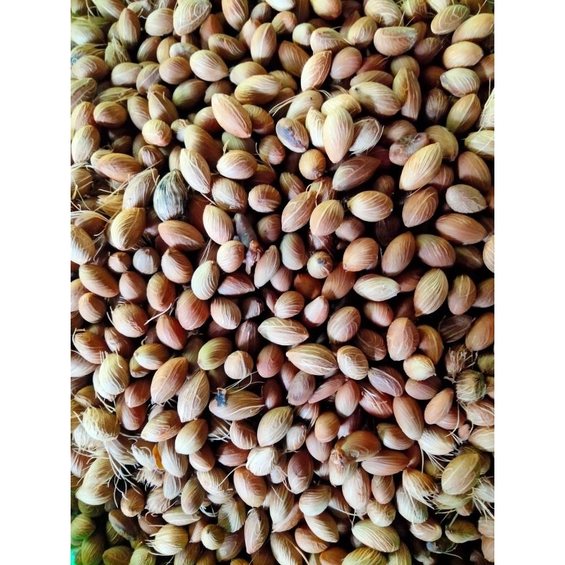biji palem kuning
