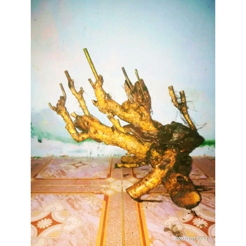 dongkelan Bonsai serut gruping krowak 18k