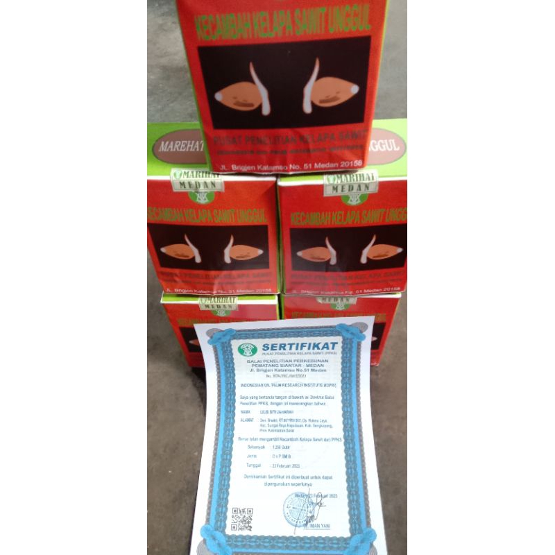 bibit kecambah sawit PPKS Dxp DUMPY MARIHAT