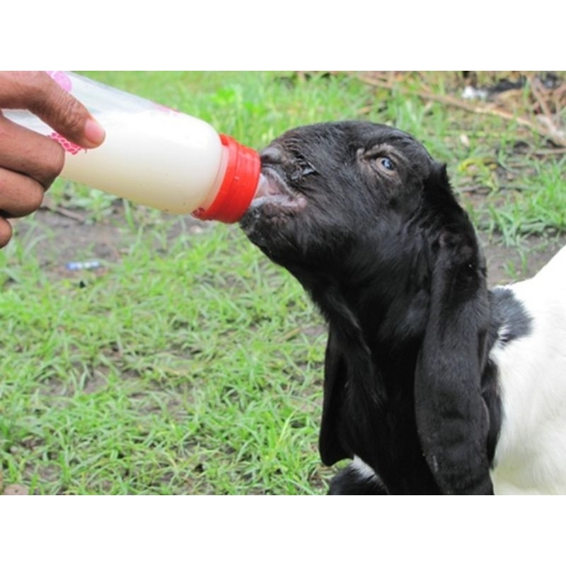 Susu Skim Termurah Susu Pengganti Indukan kambing Kucing Anjing Sapi Susu Ternak Shaestore15