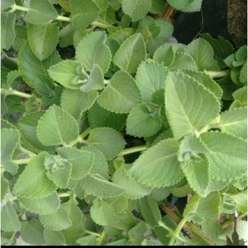 

daun jinten(mexican mint)segar hrg per biji