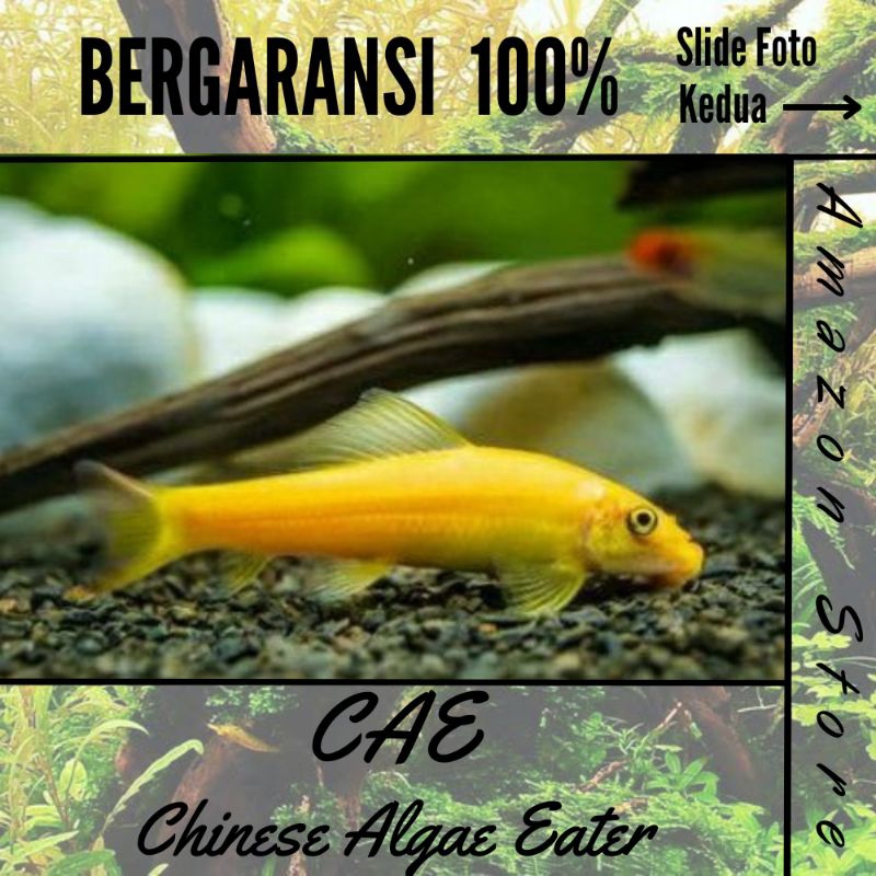 Ikan Chinese Alga Eter/ ikan CAE - ikan pembersih algae