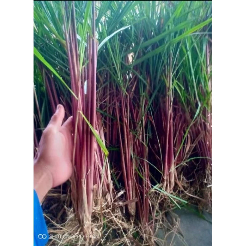 

serai merah organik/sereh wangi 1kg