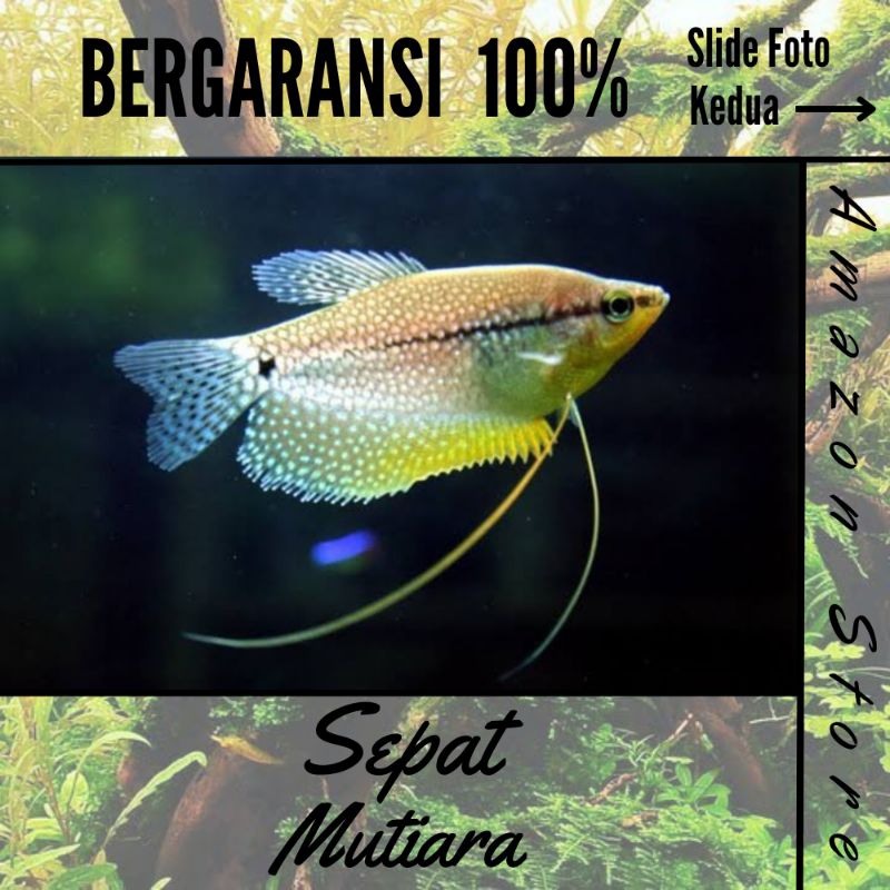 Ikan Sepat Mutiara