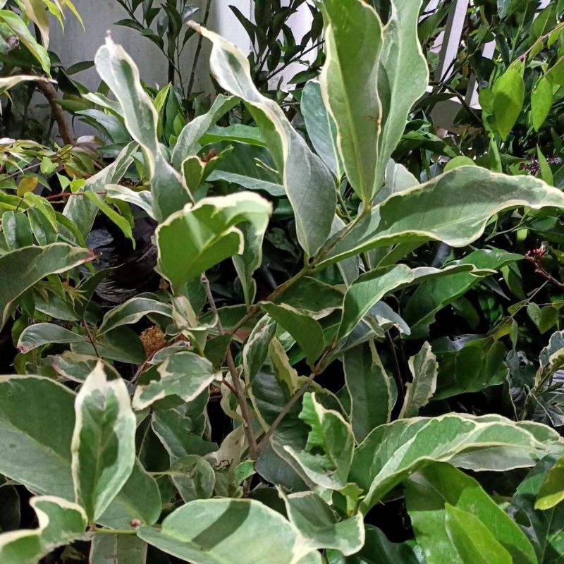 Jambu madu deli varigata cangkok siap berbuah