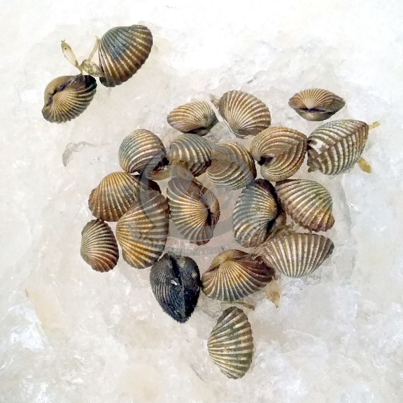 

Kerang Dara segar 1 kg