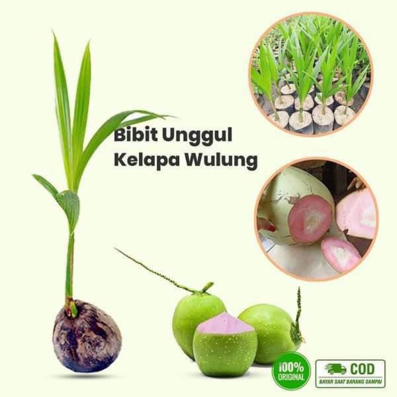 BIBIT KELAPA HIJAU GENJAH WULUNG PINK