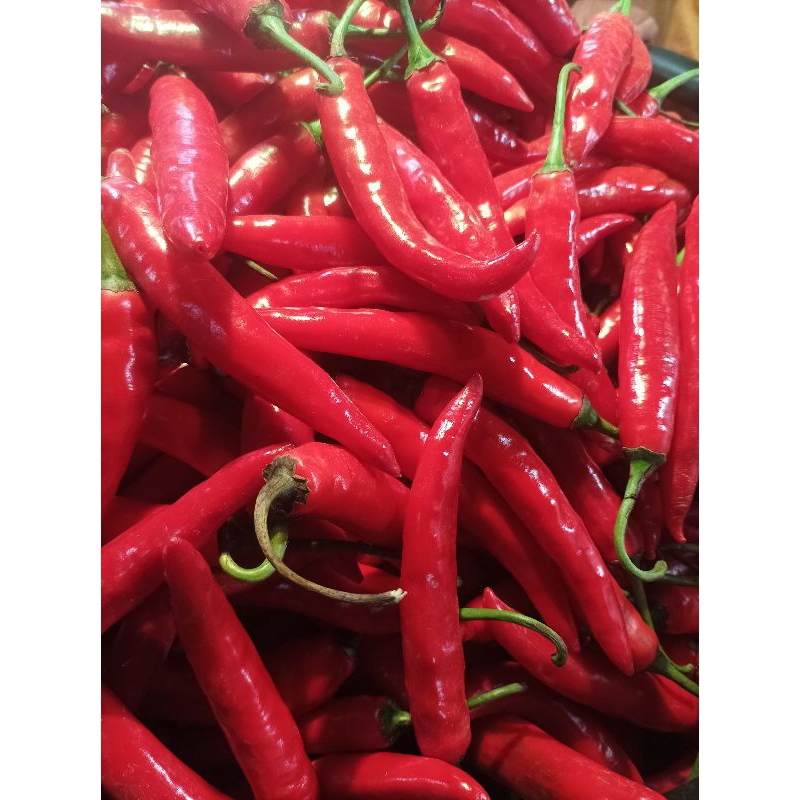 

Cabe merah besar segar bandung