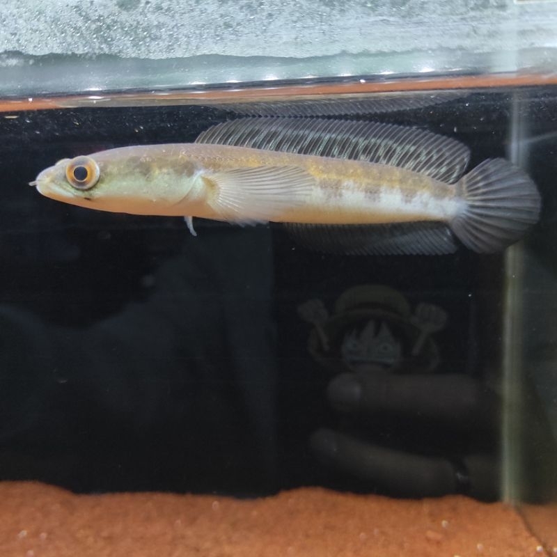 maru riau 15-16cm tank7