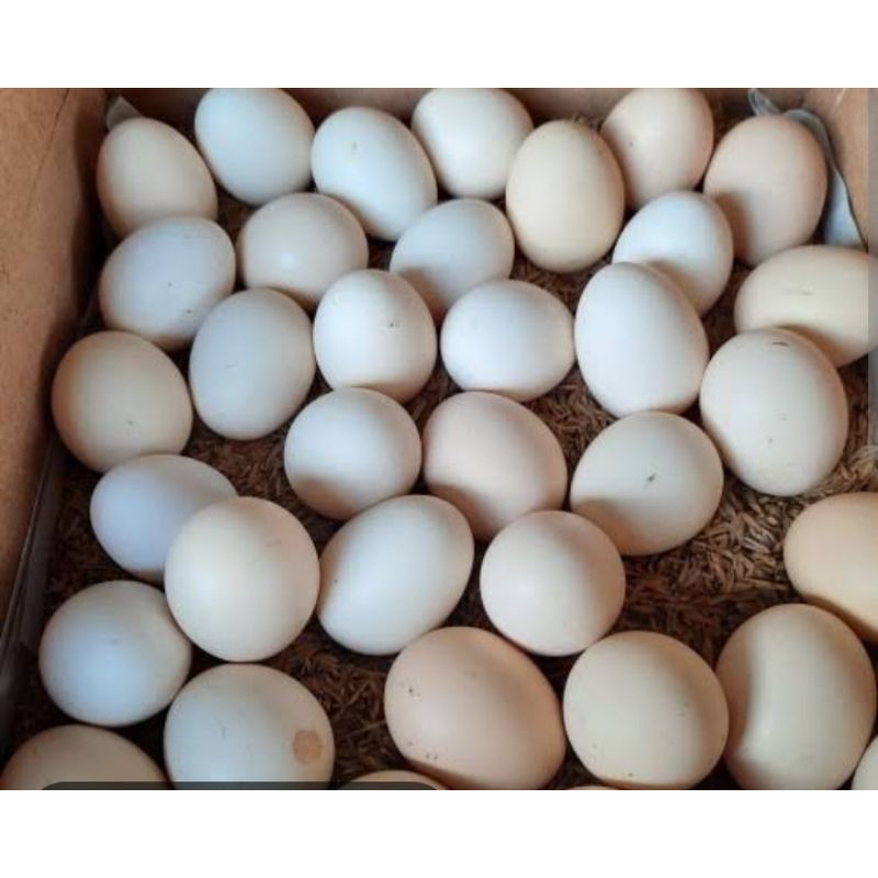 

Telur Ayam Kampung Asli 1 Butir Sayur Segar Palembang