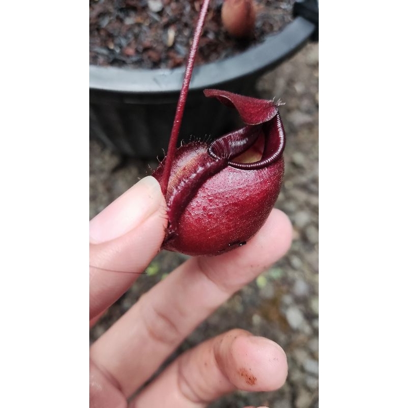 kantong semar nepenthes hybrid