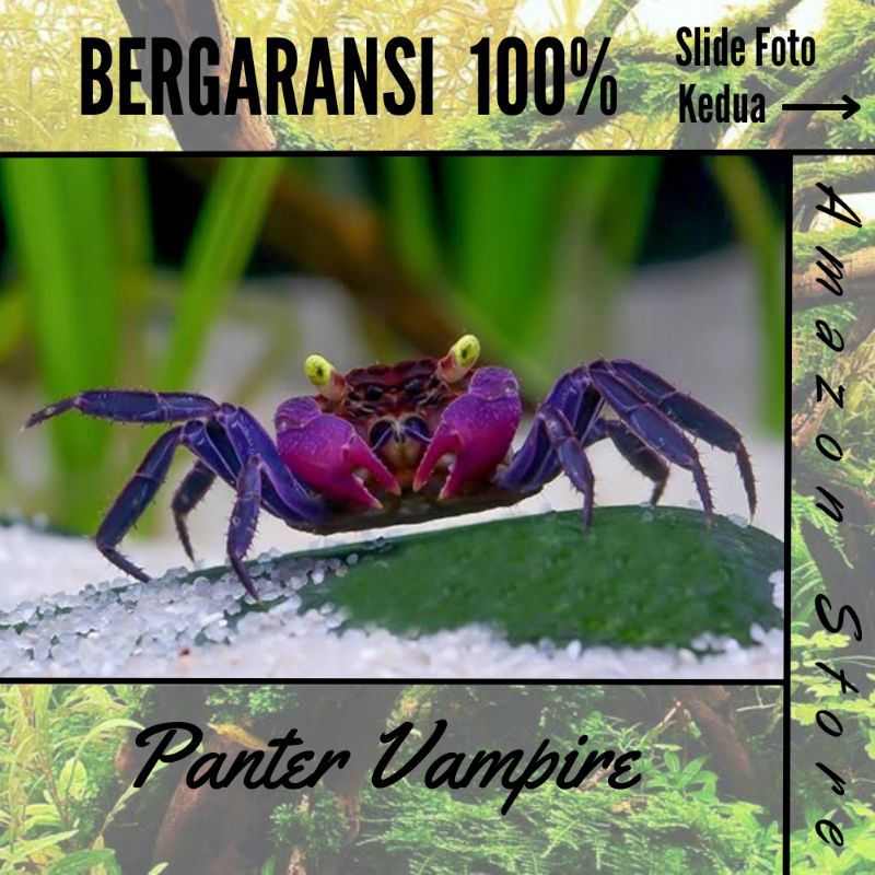 Vampire Crab - kepiting hias aquascape