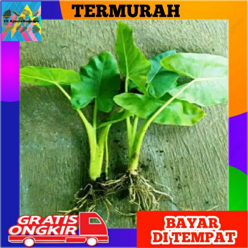Jual Bibit Talas Sente/Keladi Jumbo/Alocasia Sente Jumbo/ Murah Berkualitas