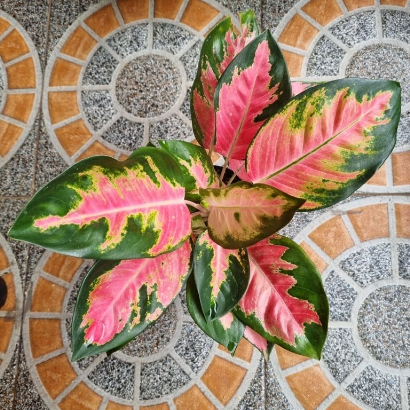 Aglonema Kocin Pink rumpun 3