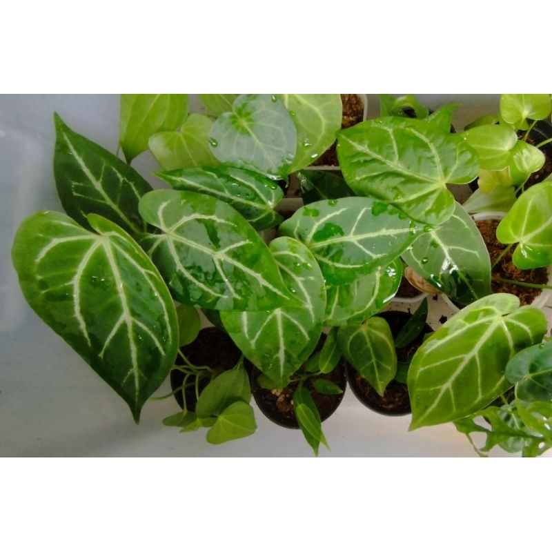 papilaminum red stem