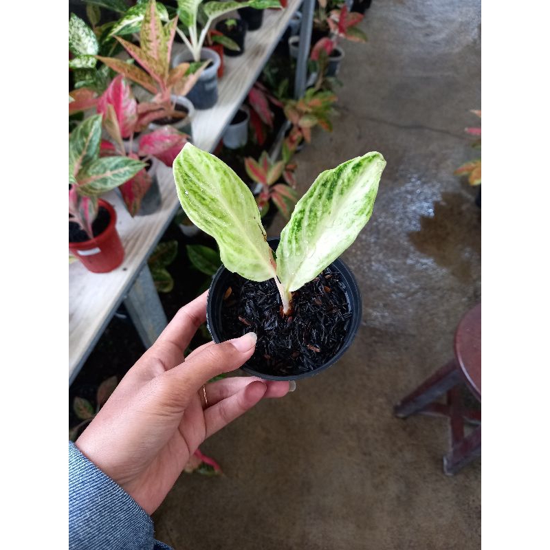 aglonema white sunset / sunset putih murah ekonomis