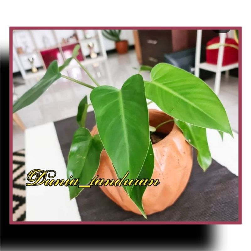 Philodendron Green /philo hijau