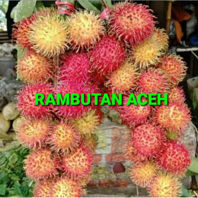 

RAMBUTAN ACEH KHUSUS PARA SULTAN 1 KG (PREMIUM QUALITY)