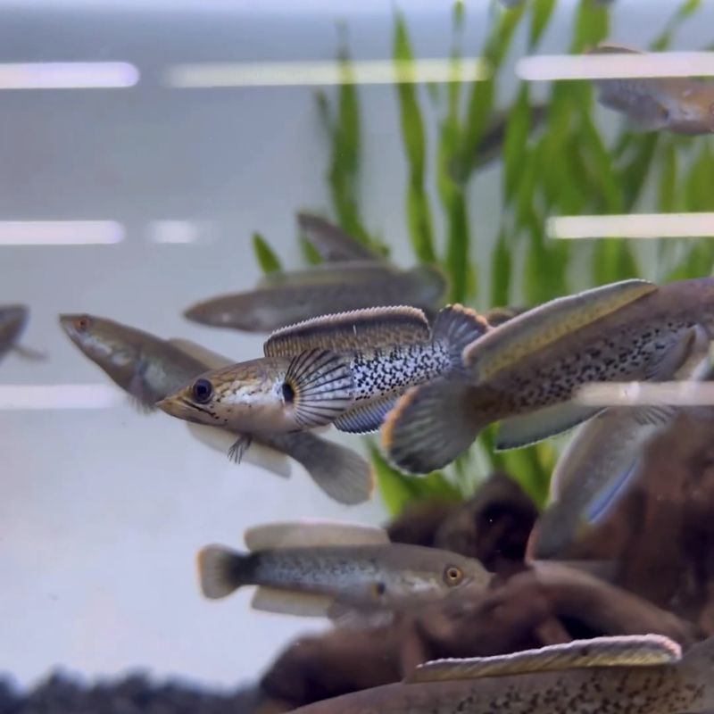 Stewarti 6-7cm grade A++ full dot free stiker