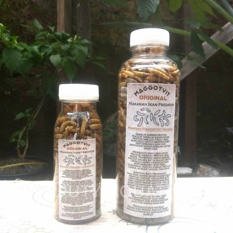 Maggot Kering Pakan Ikan Predator