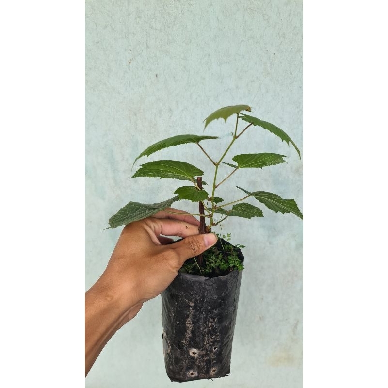bibit kober 5bb / rootstok kober 5bb
