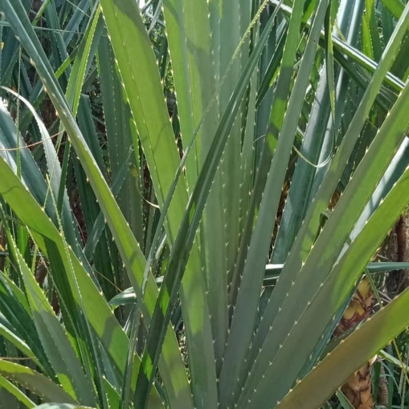 

Daun Pandan Duri 20 lembar plus bonus