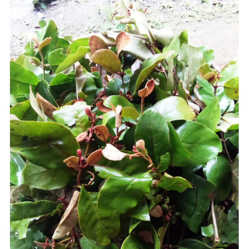 Daun Benalu Kopi Segar 500Gram