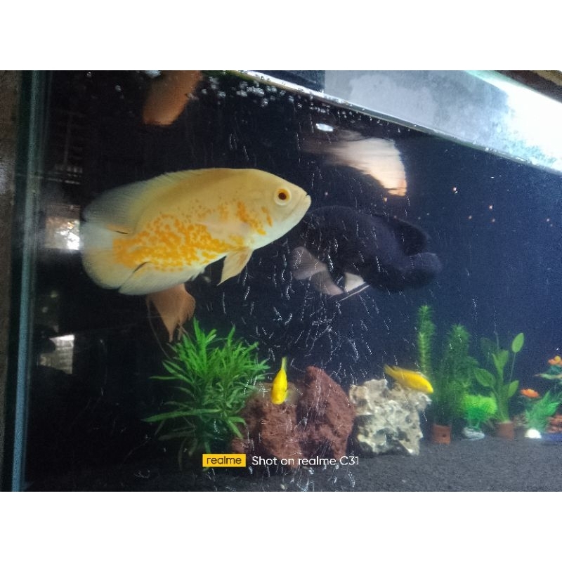 ikan oscar tembaga ukuran 10-15 cm