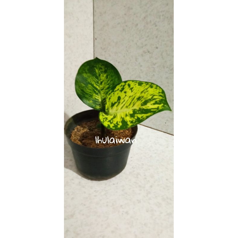 Tanaman hias diven anggun ayu ukuran anak