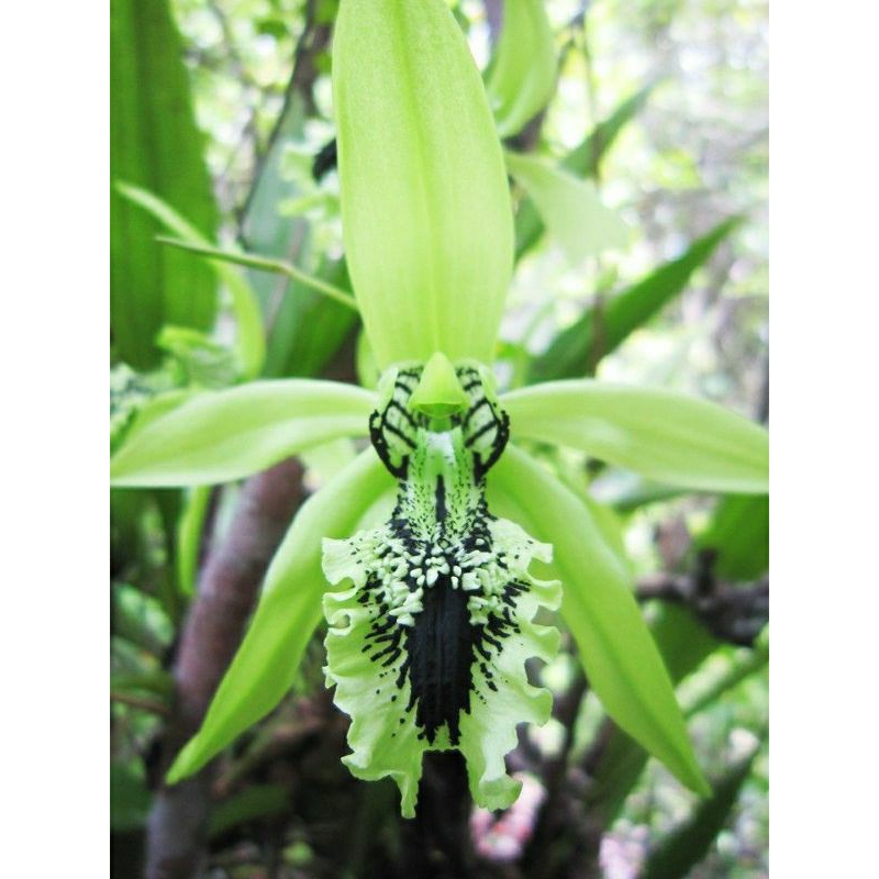 anggrek hitam pandurata