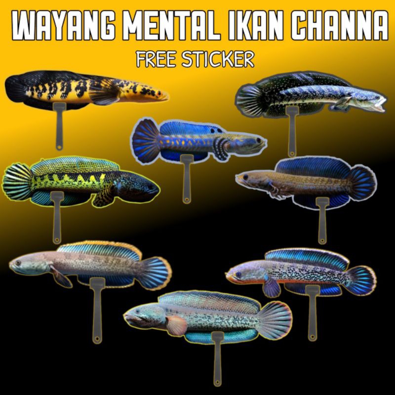 Wayang mental ikan channa auranti marulioides andrao blue pulchra asiatica ws stewarti limbatabarca