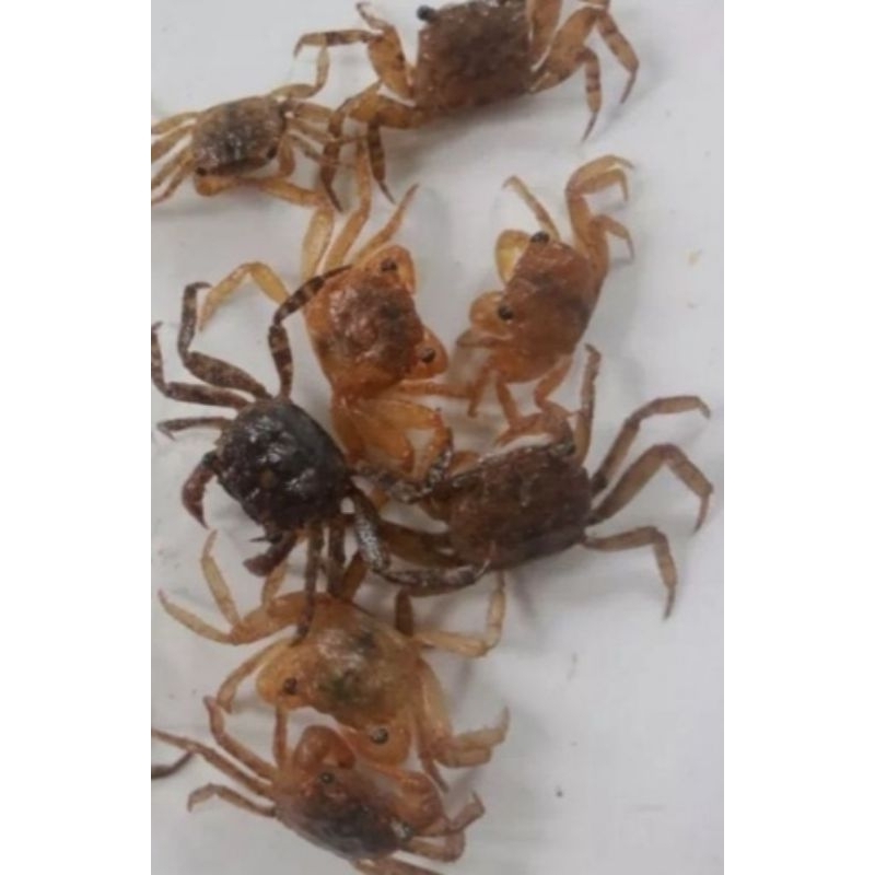 umpan pancing dll yuyu sawah/kepiting hidup per 20biji setiap pesan ada bonus