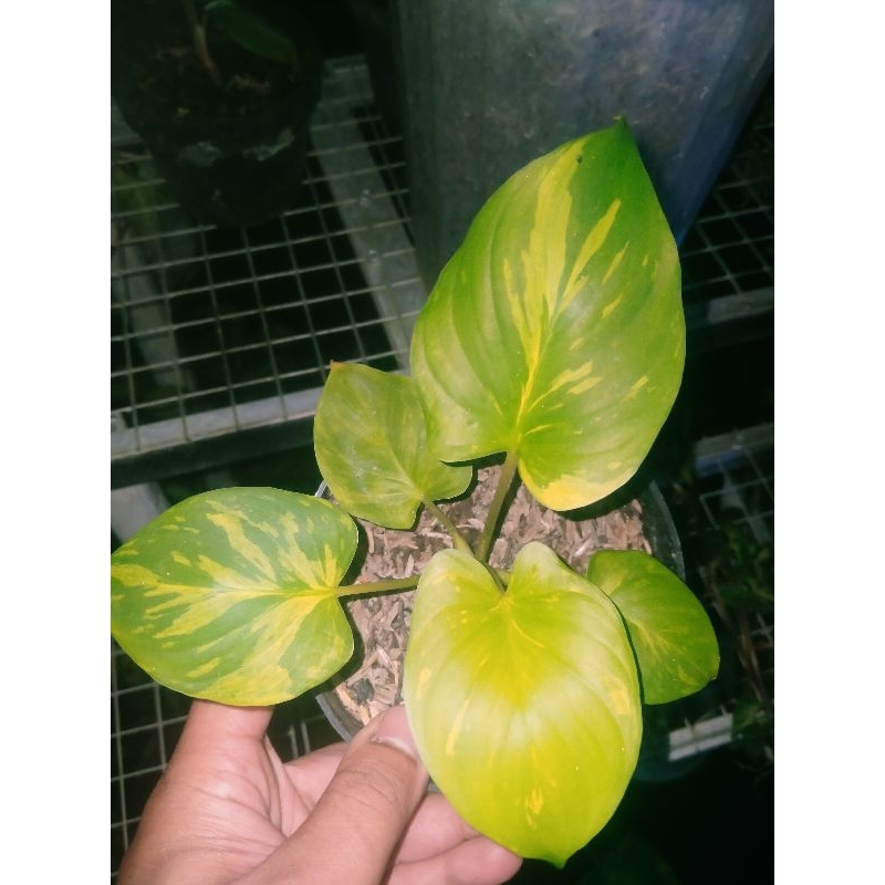 homalomena pendula varigata kuning