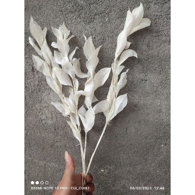 Daun ruskus putih & dan bunga kering
