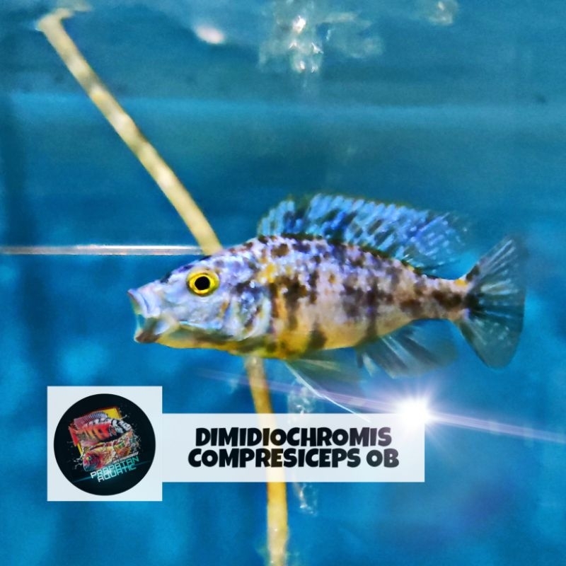 Cichlid Jenderal OB/Dimidiochromis Compresiceps OB