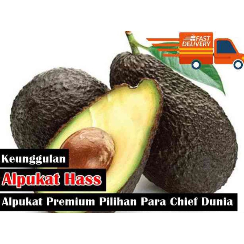 Alpukat Hass alpukat terenak