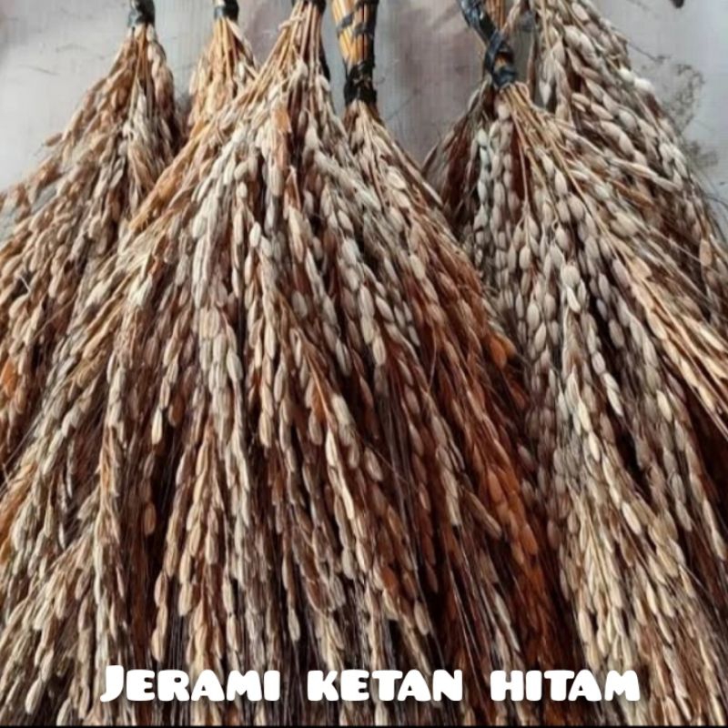 Padi Ketan Hitam Kering Gabah Jerami Ketan Hitam