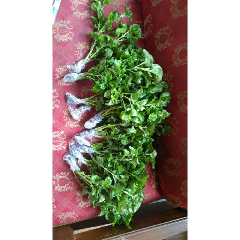 Paket Bayam Brazil 25stek