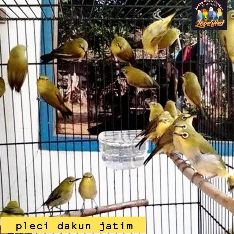 burung pleci dakun jatim dan pleci bustomi buktomi bahan pilihan