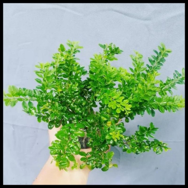 Tanaman Jeruk Kingkit Kompakta