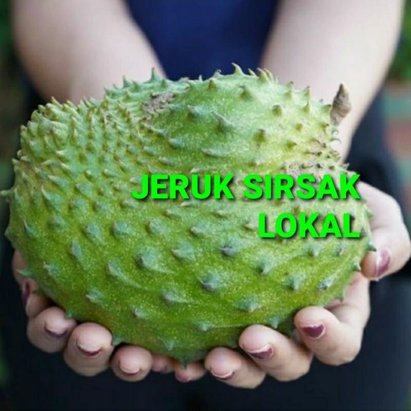 

SURSAK LOKAL KHUSUS PARA SULTAN 1 KG (PREMIUM QUALITY)