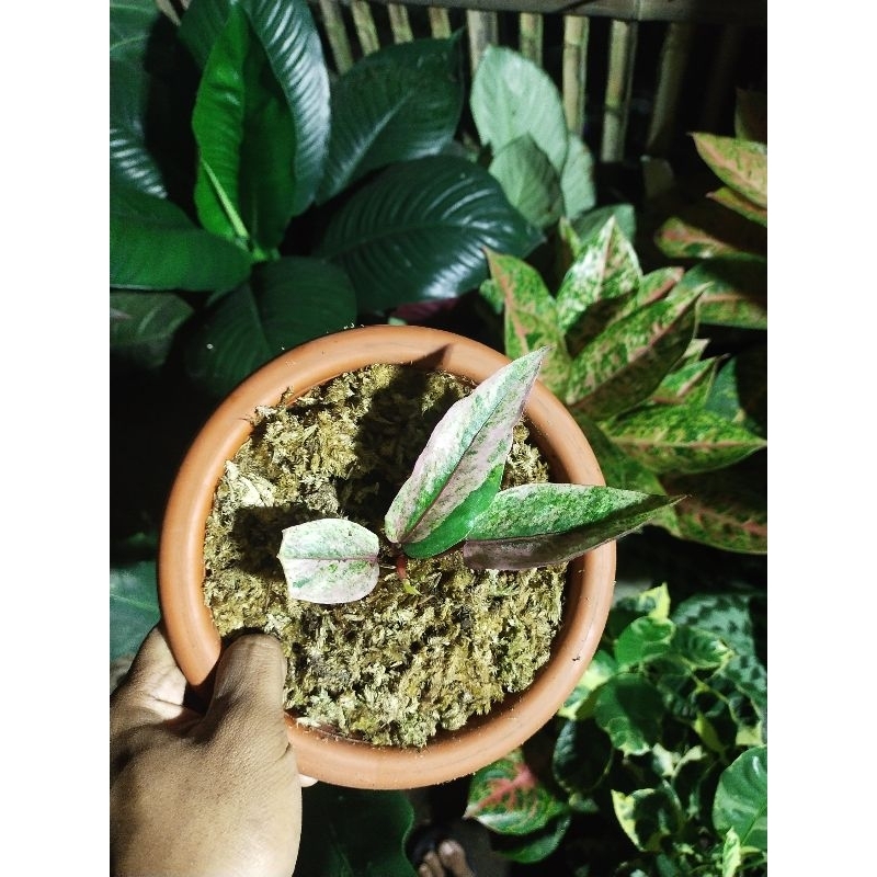 hokeri varigata pink