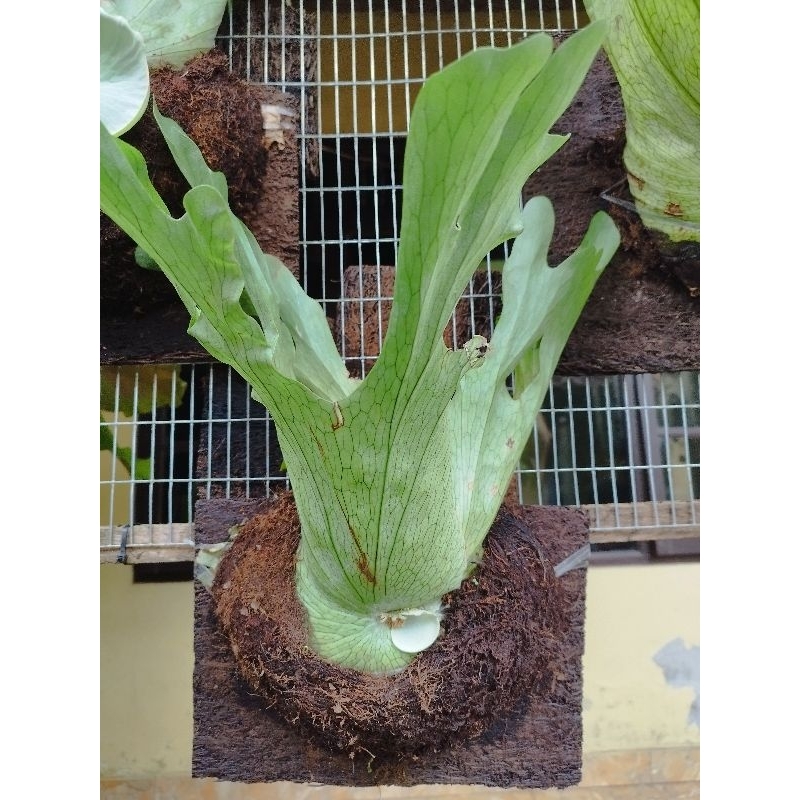 Platycerium Wandae / Papua